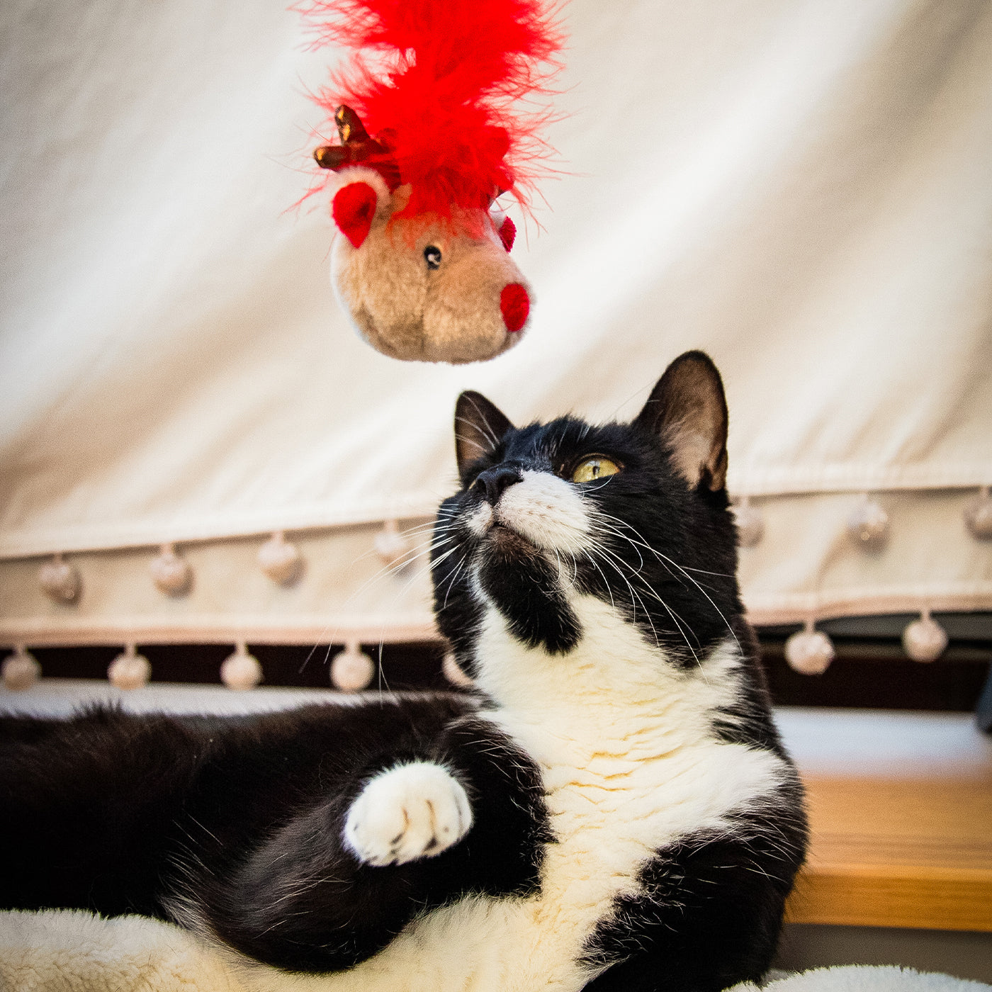 Roxy Reindeer Cat Teaser