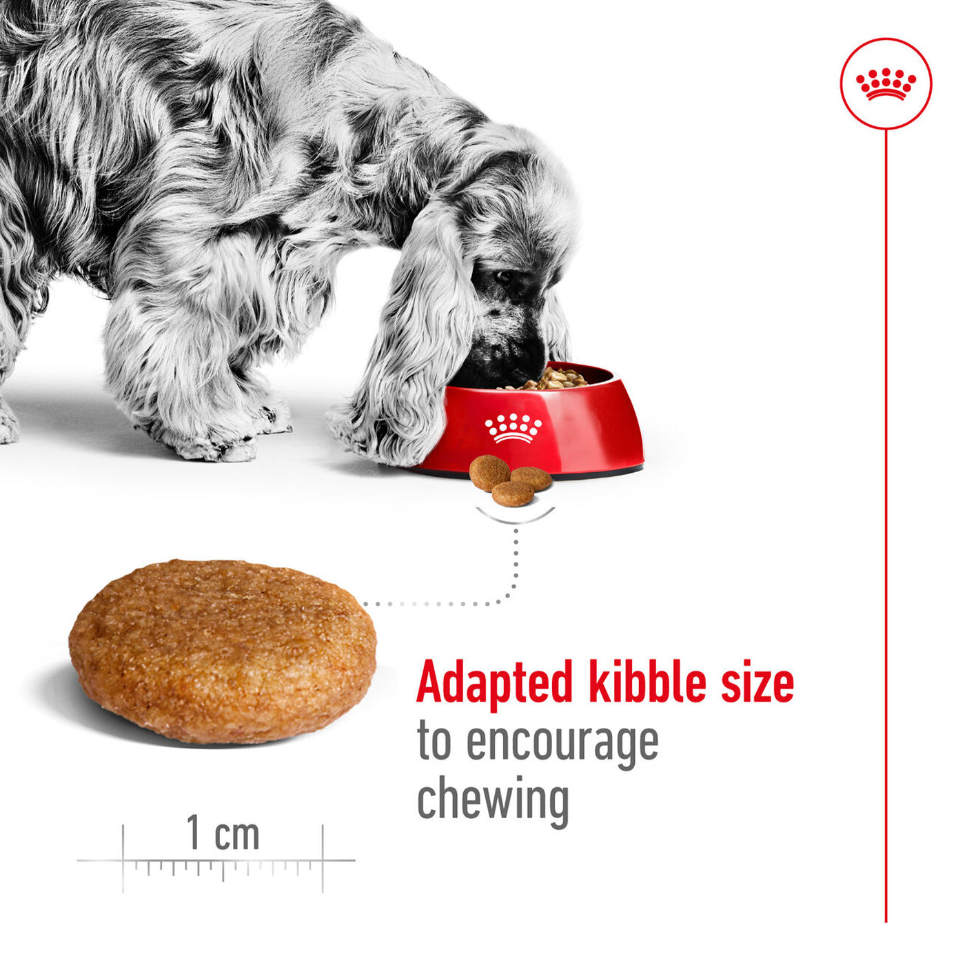 Royal Canin Medium Adult Dog Food