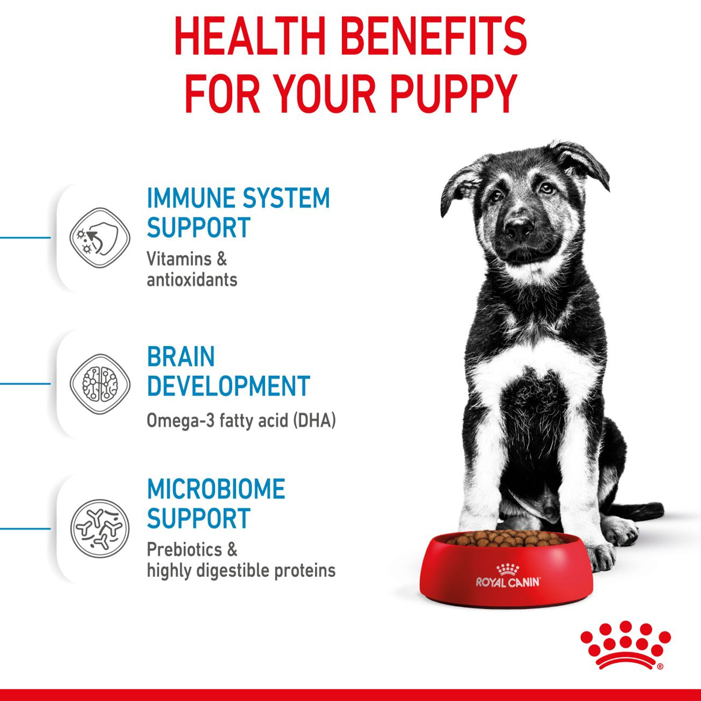 Royal Canin Maxi Puppy Food