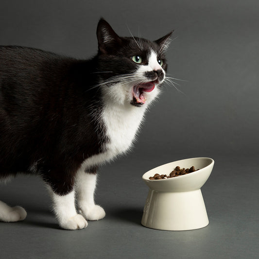 Scruffs Classic Raised Cat Feeder Bowl Cream