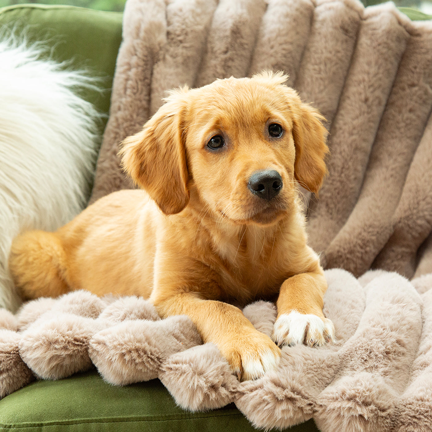 Scruffs Luxury Taupe Aspen Pet Blanket