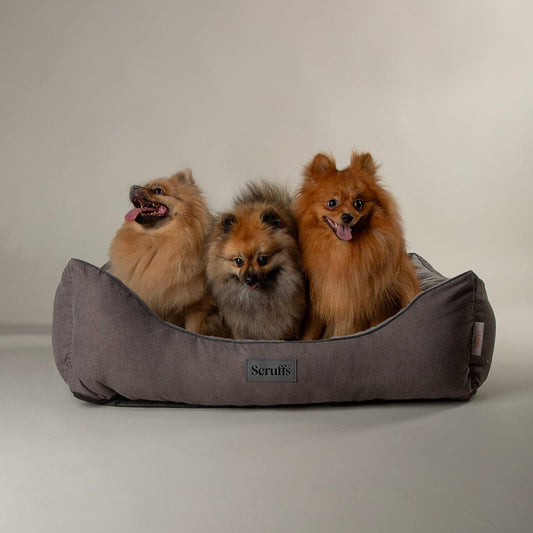 Scruffs Thermal Self Heating Dogs Box Bed