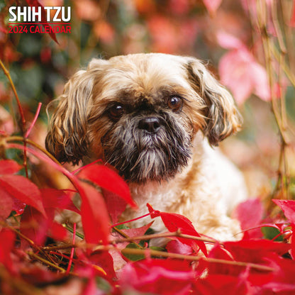 Shih Tzu Traditional Calendar 2024