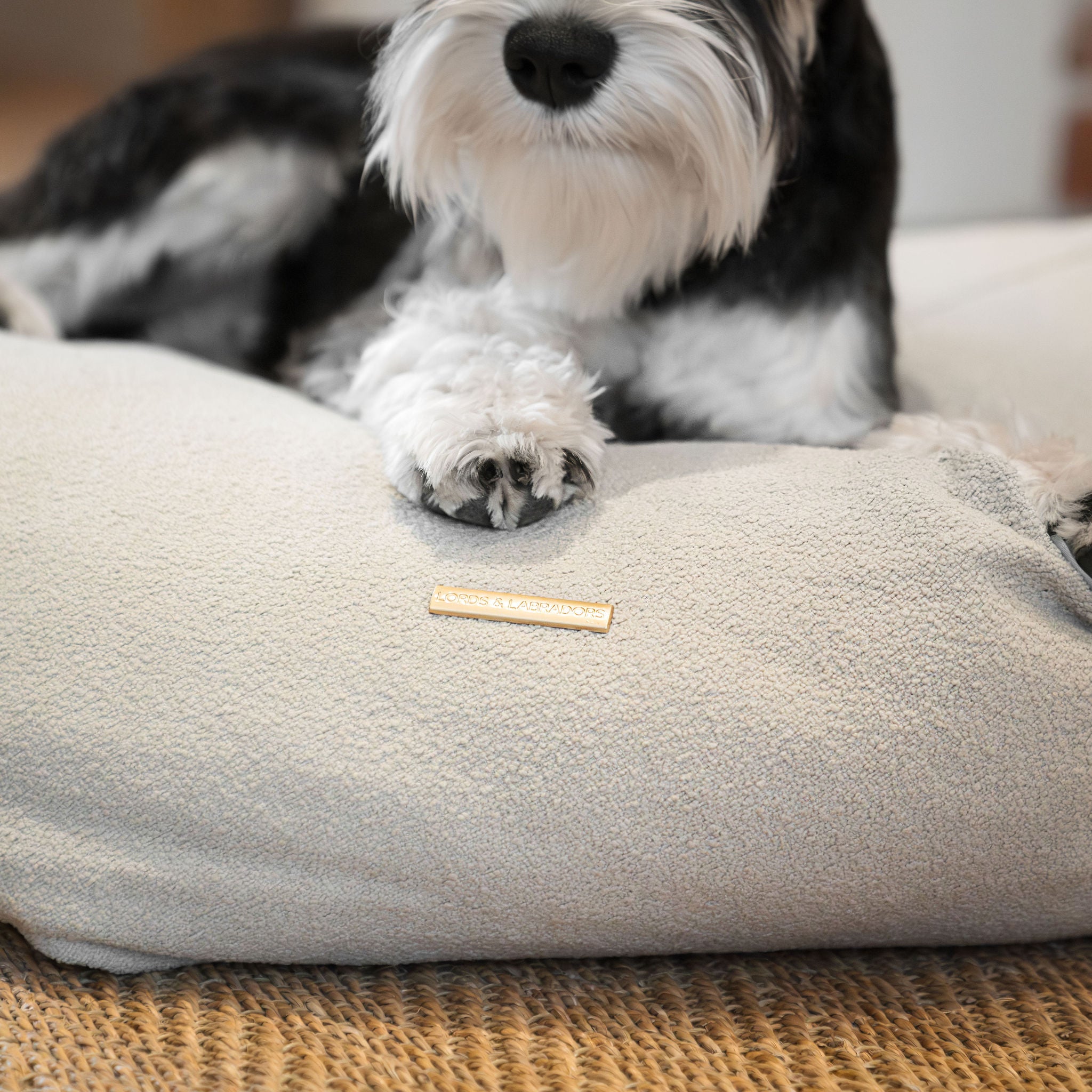 Snooze dog beds online