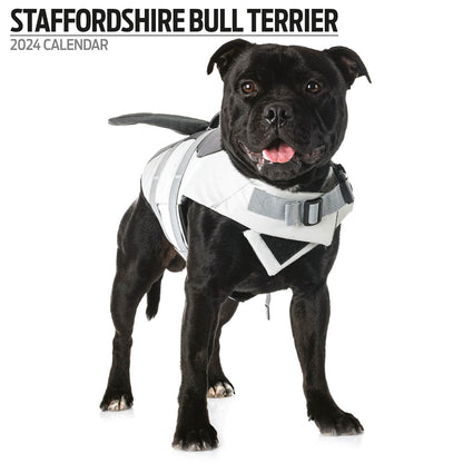 Staffordshire Bull Terrier Modern Calendar 2024