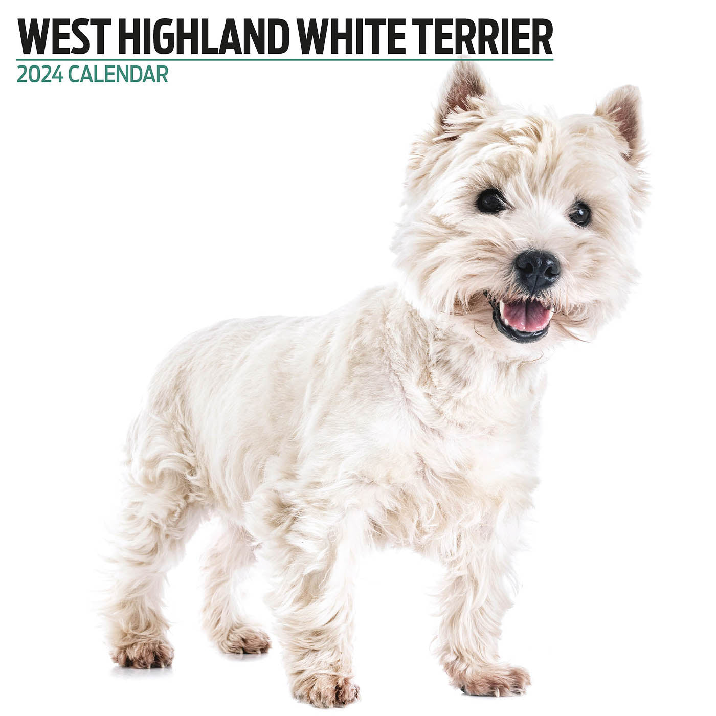 West Highland White Modern Calendar 2024