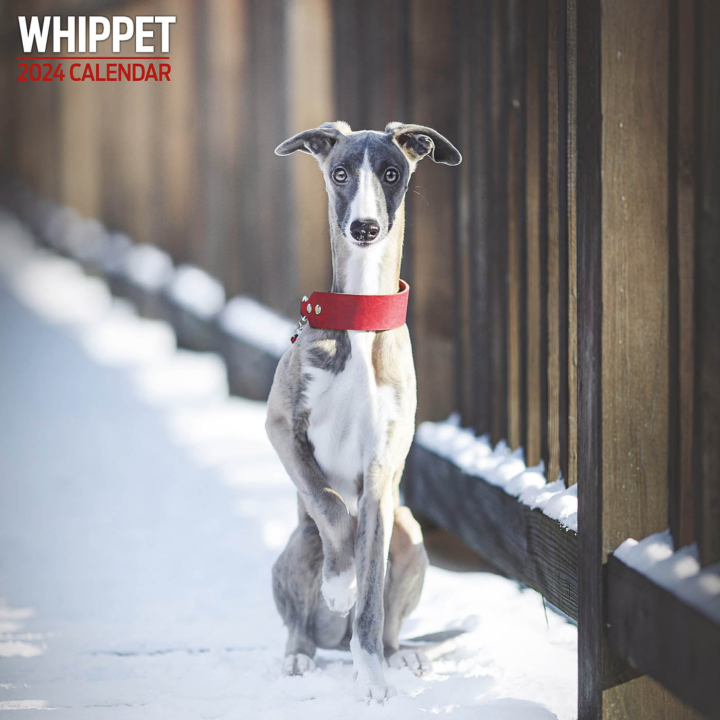 Whippets Traditional Calendar 2024