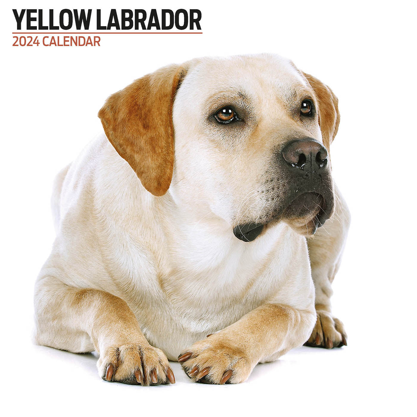 Yellow Labrador Modern Calendar 2024