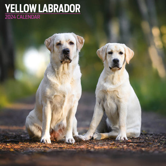 Yellow Labrador Traditional Calendar 2024