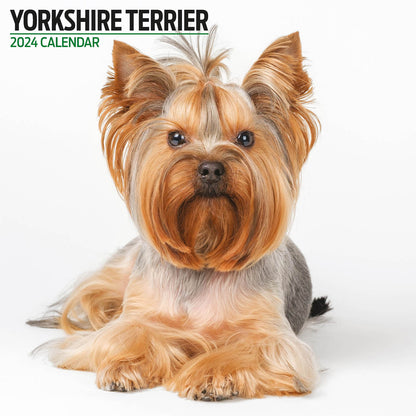 Yorkshire Terrier Modern Calendar 2024
