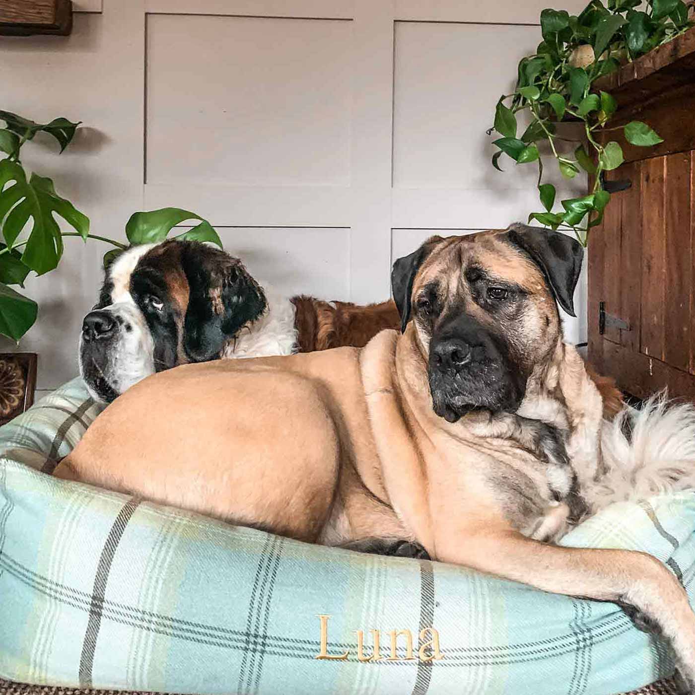 Luxury Handmade Box Bed For Dogs in Balmoral Duck Egg Tweed, Perfect For Your Pets Nap Time! Available To Personalise at Lords & Labradors
