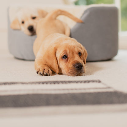 Discover our luxurious dog bed perfect for puppy growing! Crafted from plush sherpa, faux suede outer and complete with soft foam inner to present the ideal dog bed for puppies to grow! Available now at Lords & Labradors    