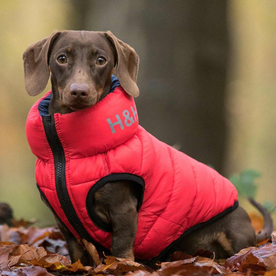 Puffer Jacket Hugo & Hudson Dog Clothing Lords and Labradors