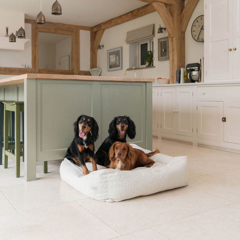 Cockapoo Beds, Collars, and Accessories | Lords & Labradors