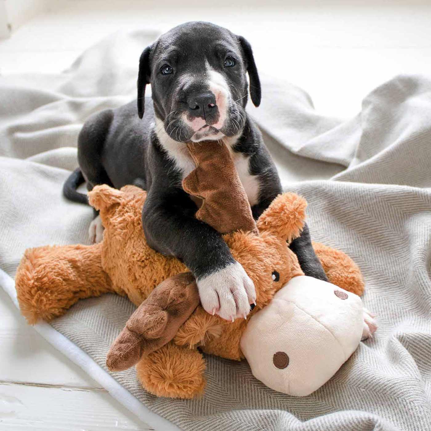 Cozie Marvin Moose Puppy Plush Toy KONG Dog Toy Lords Labradors