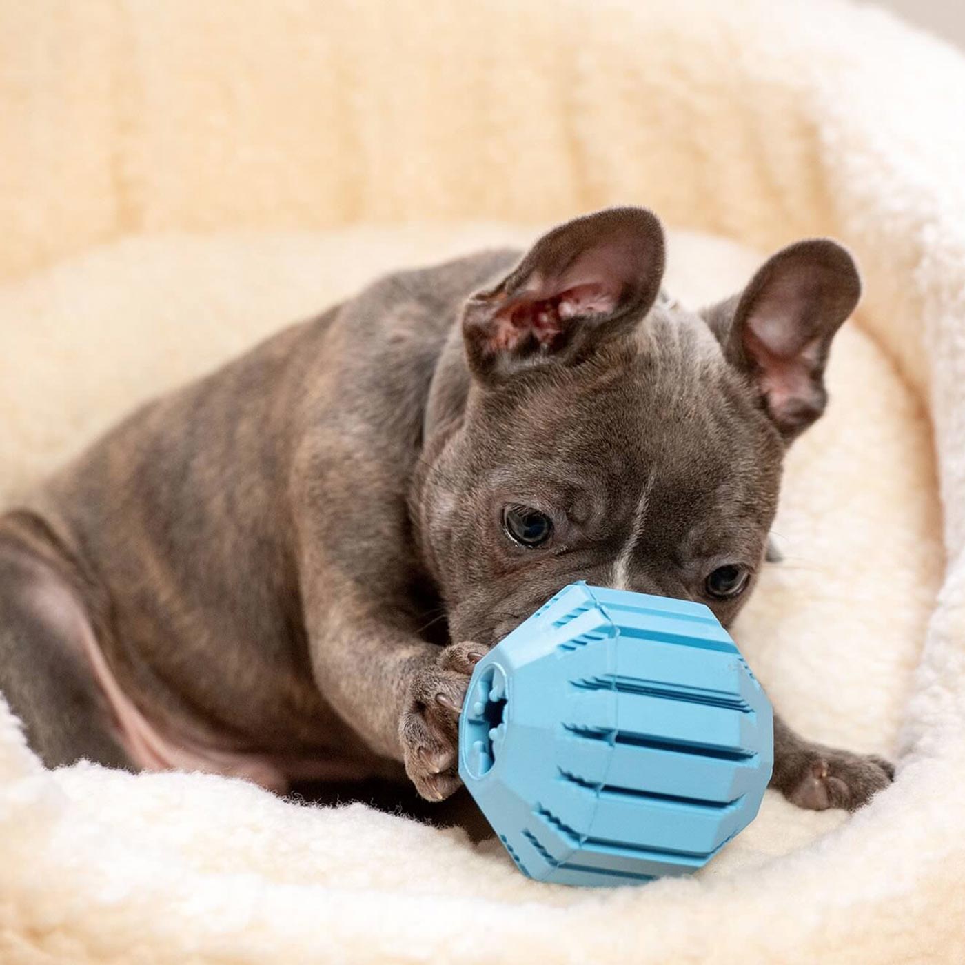 Puppy Activity Ball KONG Puppy ToyS Lords Labradors