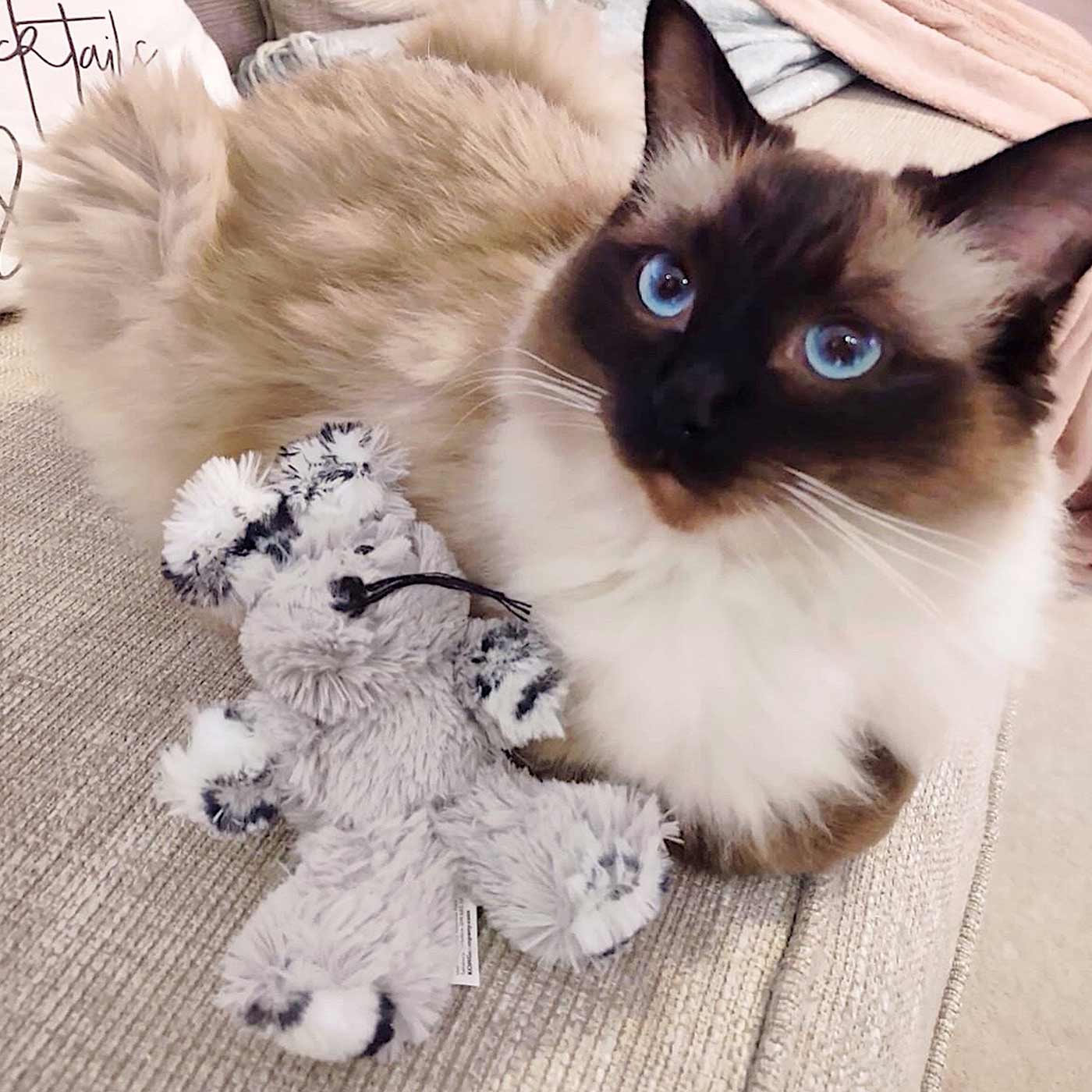 Bunny top cat toy