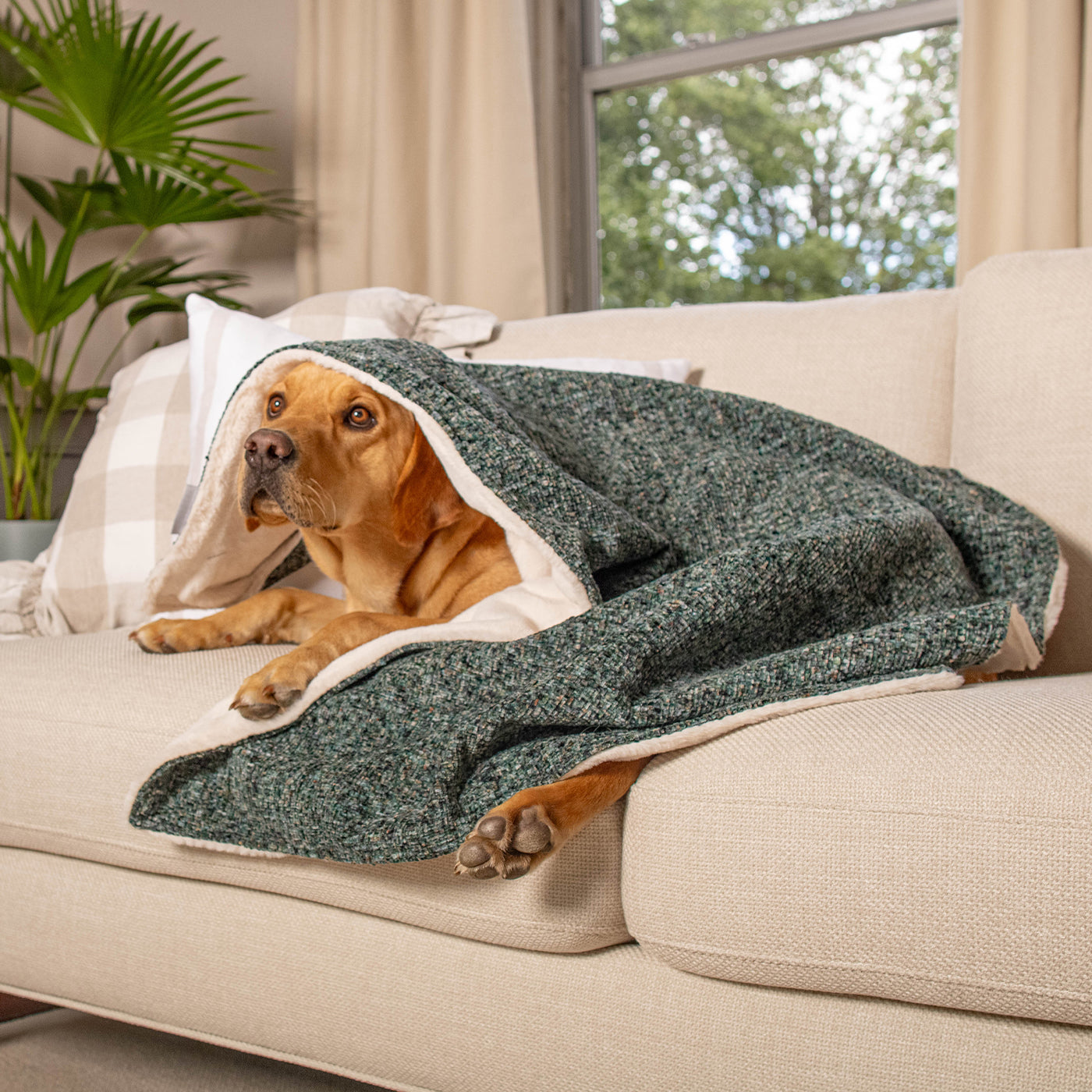 Dog & Puppy Blanket in Emerald Minerals by Lords & Labradors