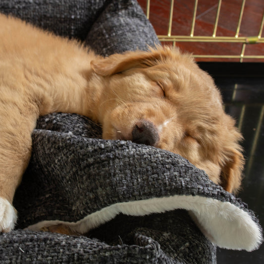 Puppy Scent Blanket in Obsidian Minerals by Lords & Labradors