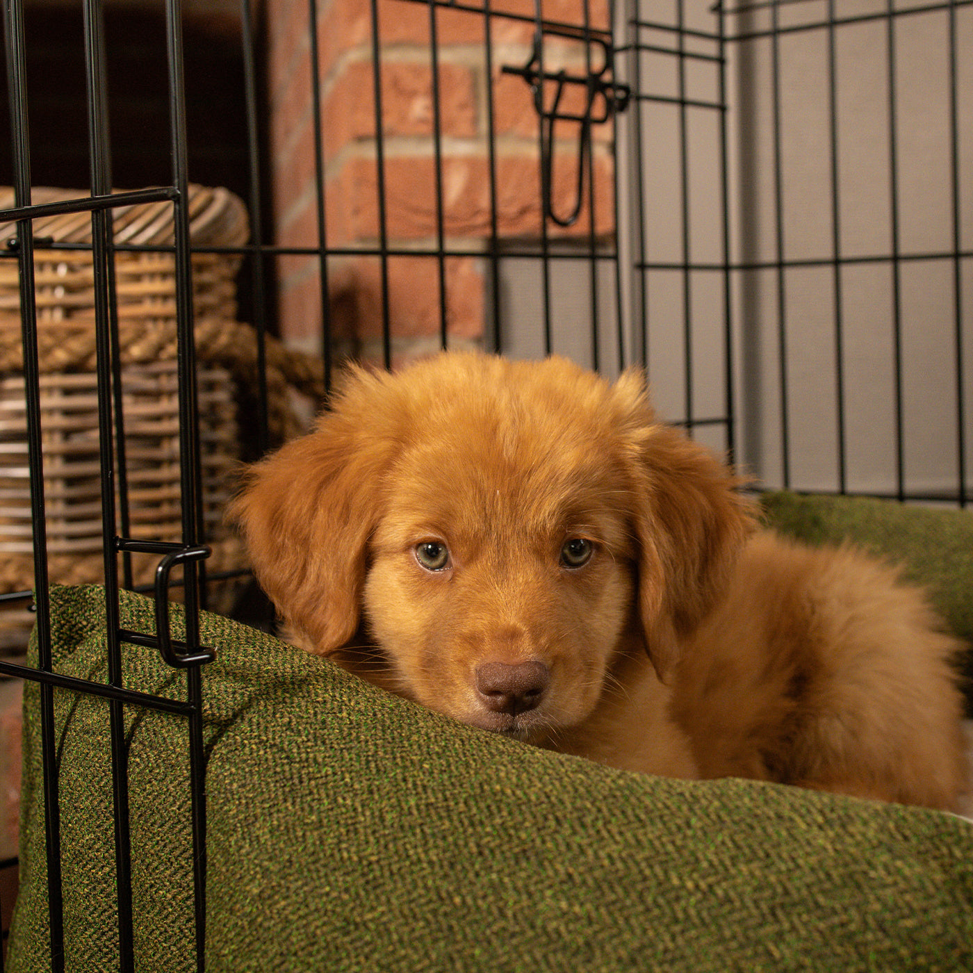 Dog Crate with Cosy & Calming Puppy Crate Bed in Moss Orkney Tweed by Lords & Labradors