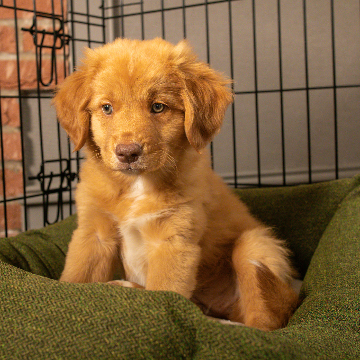 Cosy & Calming Puppy Crate Bed With Removable Covers In Moss Orkney Tweed by Lords & Labradors