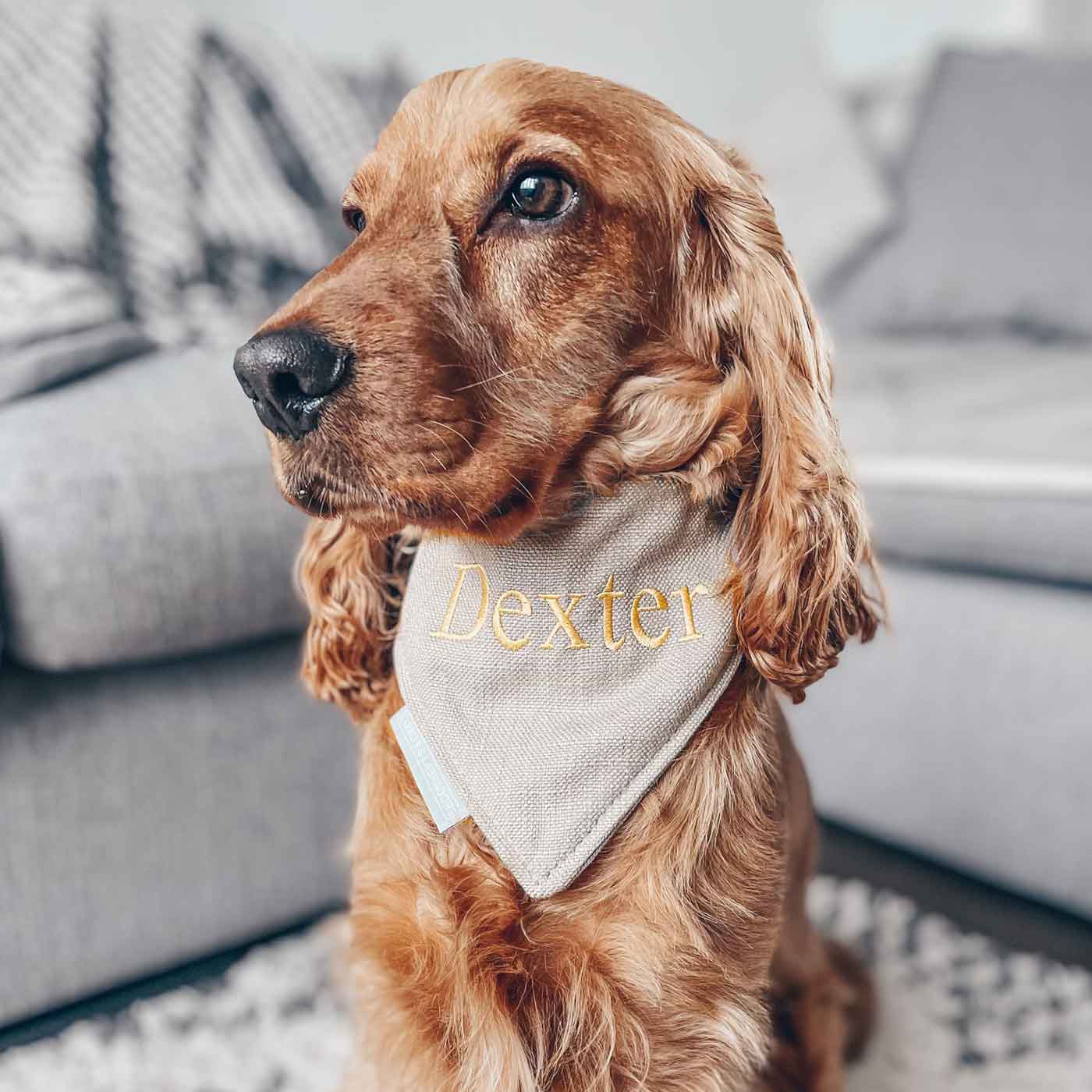 Discover The Perfect Luxury Pet Bandana, in Stunning Savanna Oatmeal! Available To Personalise Now at Lords & Labradors