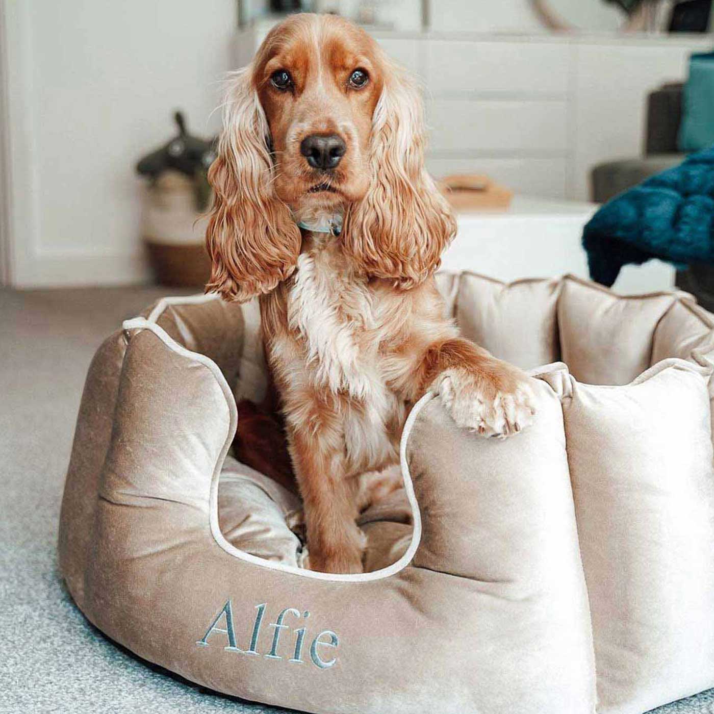 Discover Our Luxurious High Wall Velvet Bed For Dogs, Featuring inner pillow with plush teddy fleece on one side To Craft The Perfect Dogs Bed In Stunning Mushroom Velvet! Available To Personalise Now at Lords & Labradors 