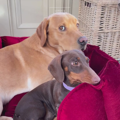 Valentines Edition High Wall Bed With Removable Covers by Lords & Labradors