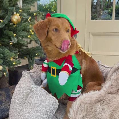 Christmas Elf Pup Fancy Dress Costume