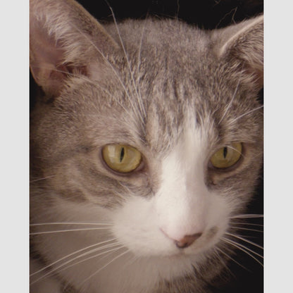 Tavo Dupree Small Dog Carrier & Car Seat with ISOFIX - Onyx