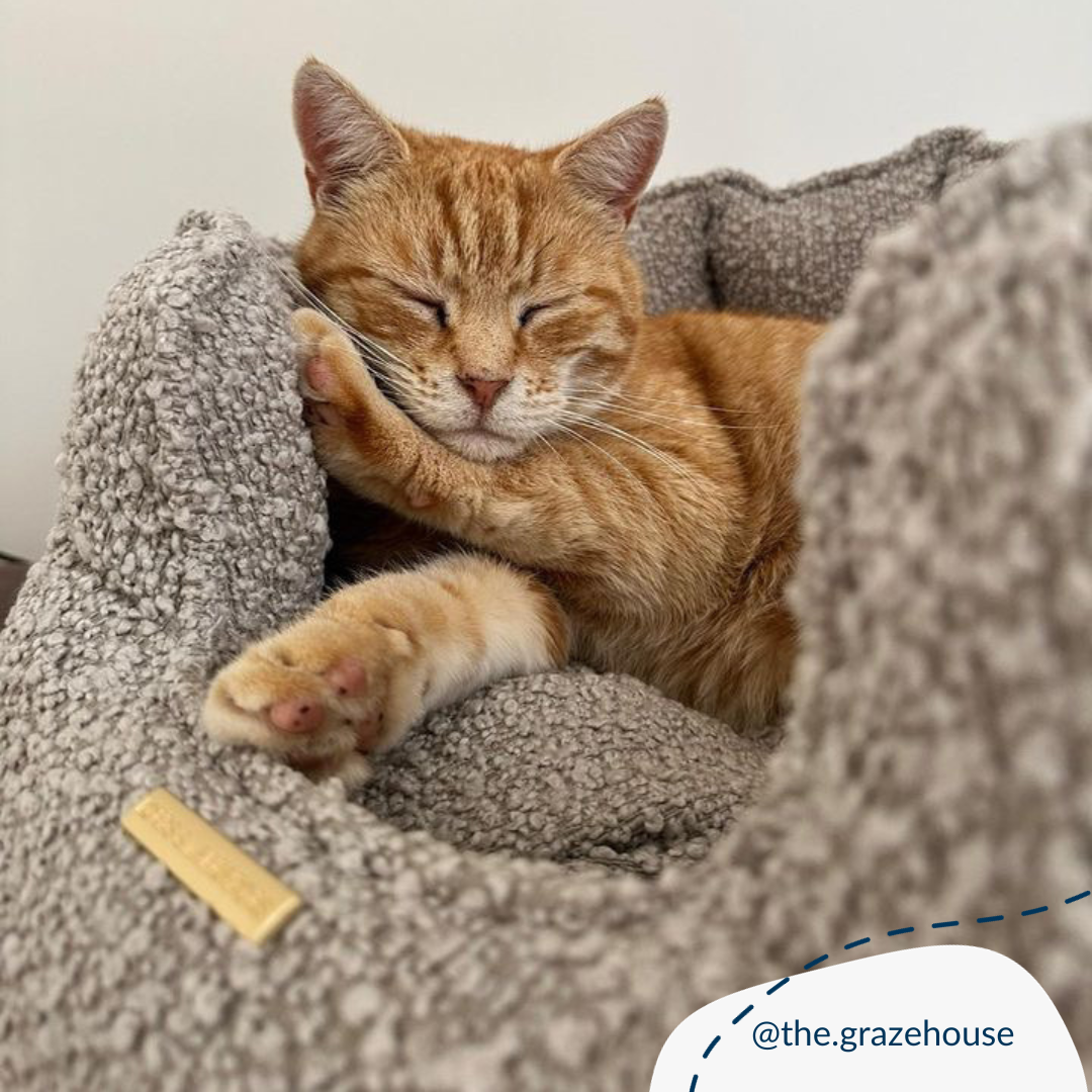 Cat bed for sales kittens