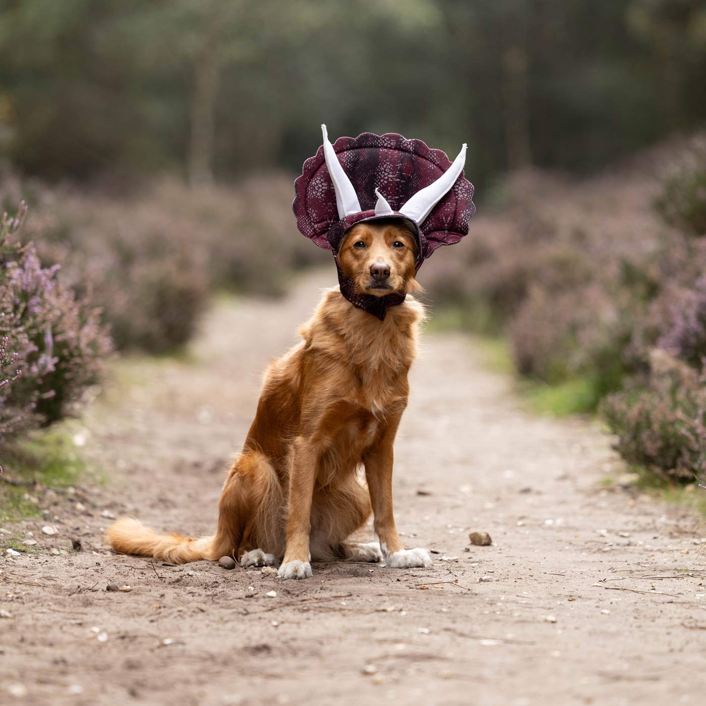 Tricerdog Dog Costume