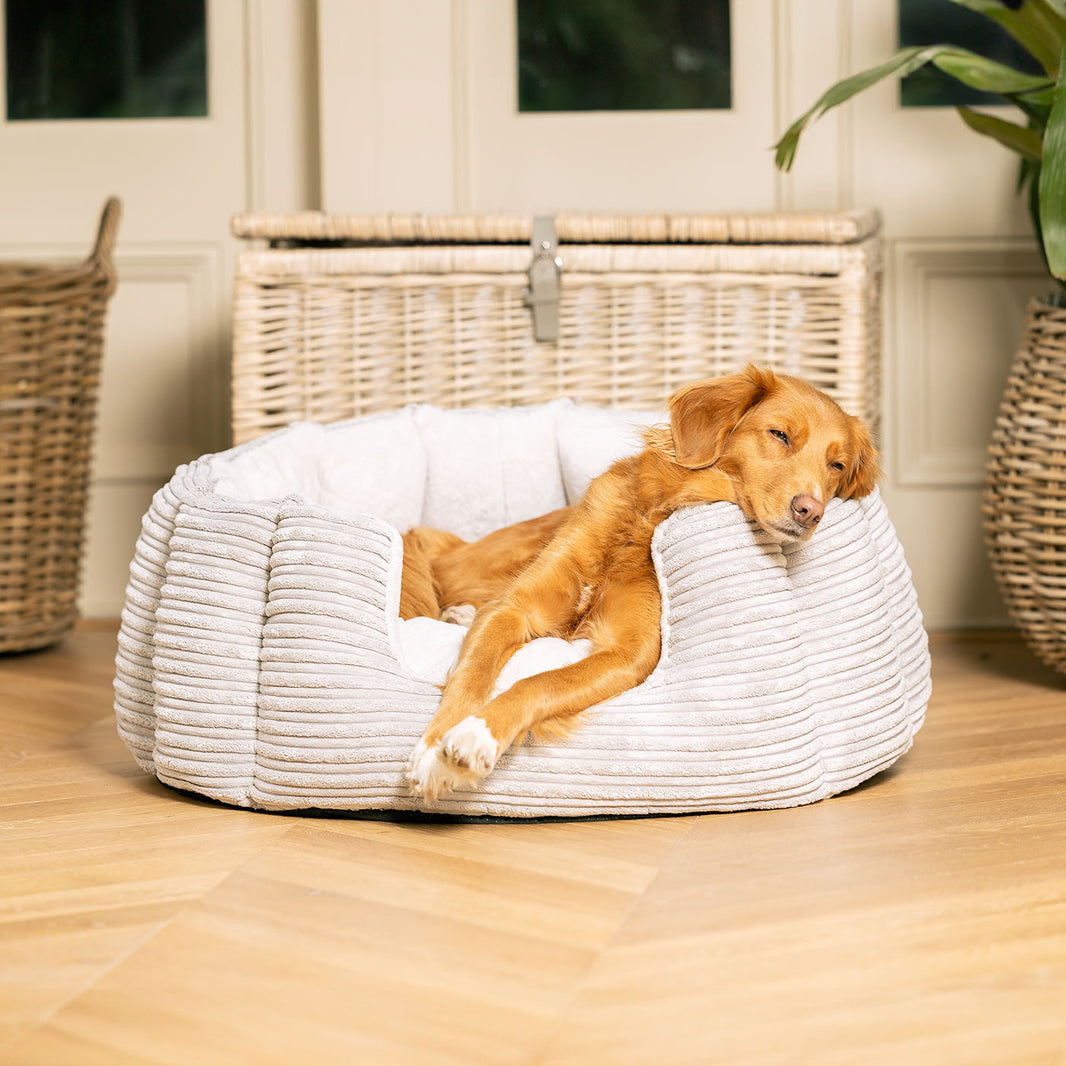 Cockapoo Beds, Collars, and Accessories | Lords & Labradors