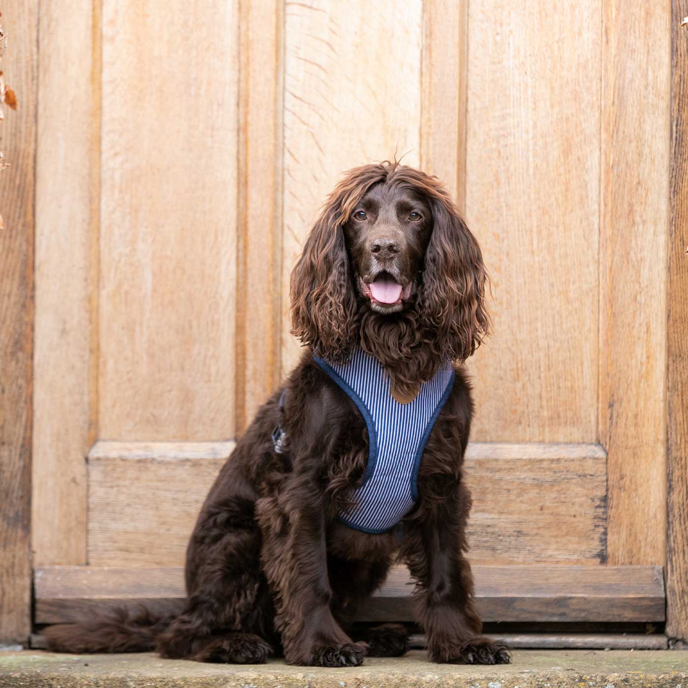 Hugo & Hudson Navy Stripe Dog Harness