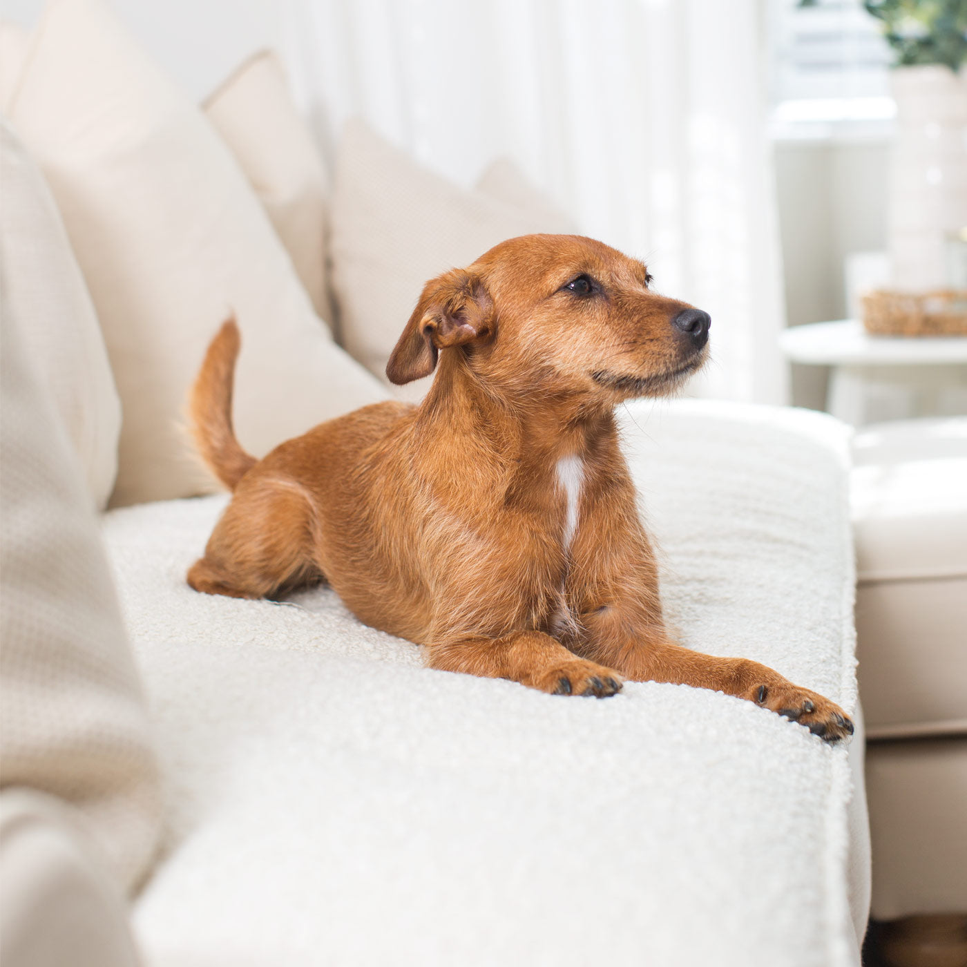 [colour:ivory boucle] Discover Our Luxury Boucle sofa Topper, The Perfect Pet sofa Accessory In Stunning Ivory! Available Now at Lords & Labradors