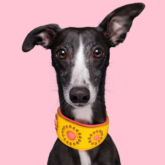 Jessie Greyhound Dog Collar by DWAM