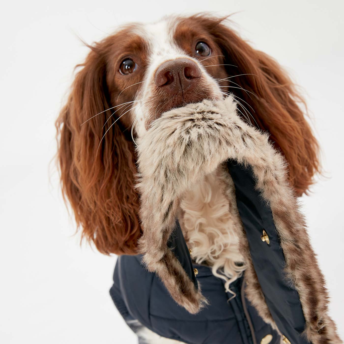 Joules Cherington Dog Coat