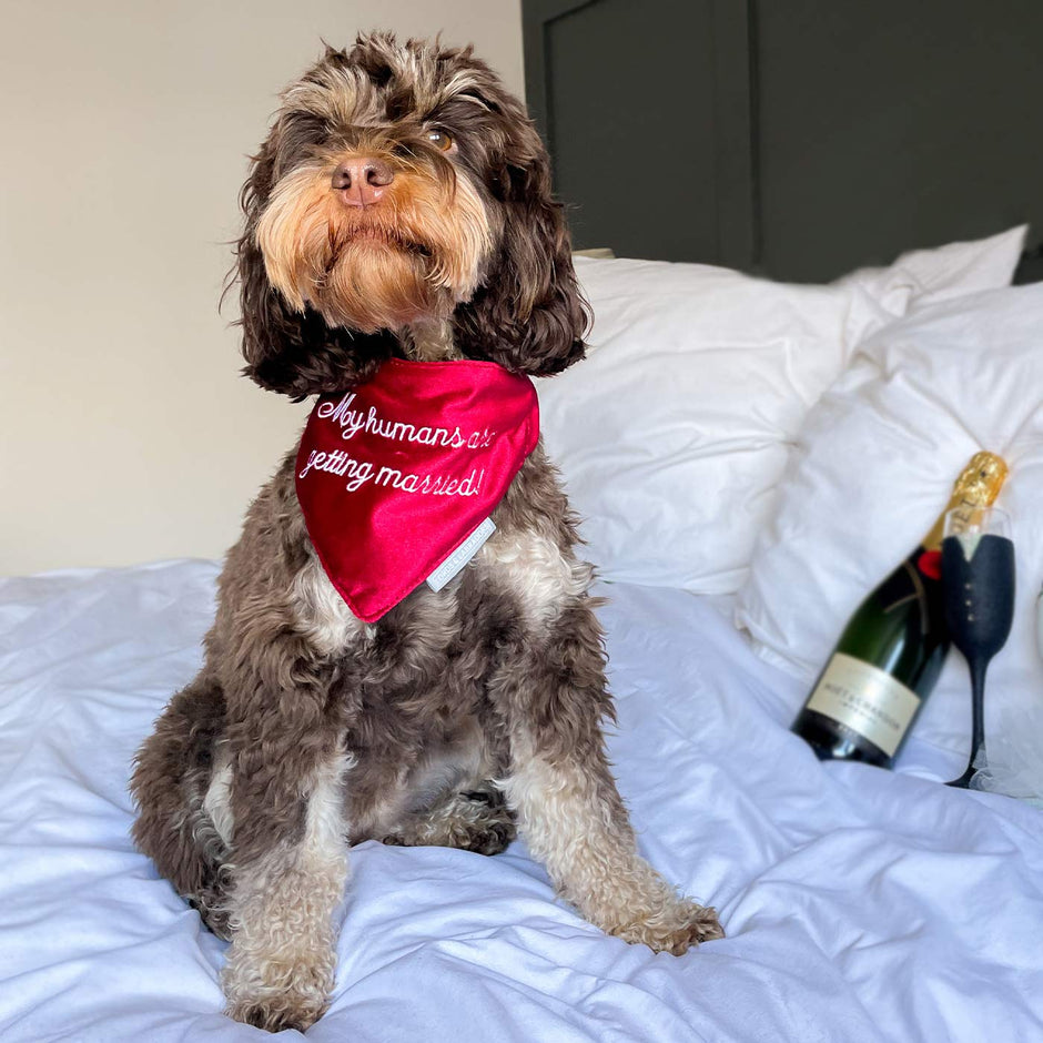 Cockapoo Beds, Collars, and Accessories | Lords & Labradors