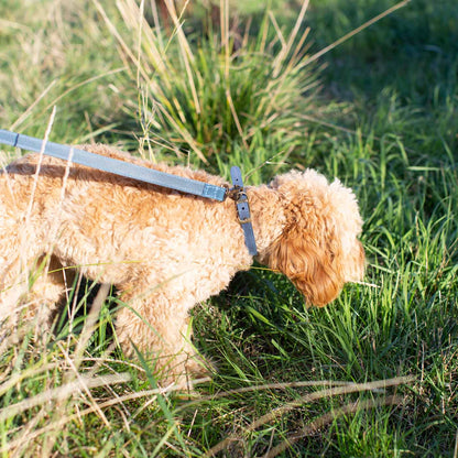 Ancol timberwolf leather collar in blue on a cockapoo going for a walk [color:blue]