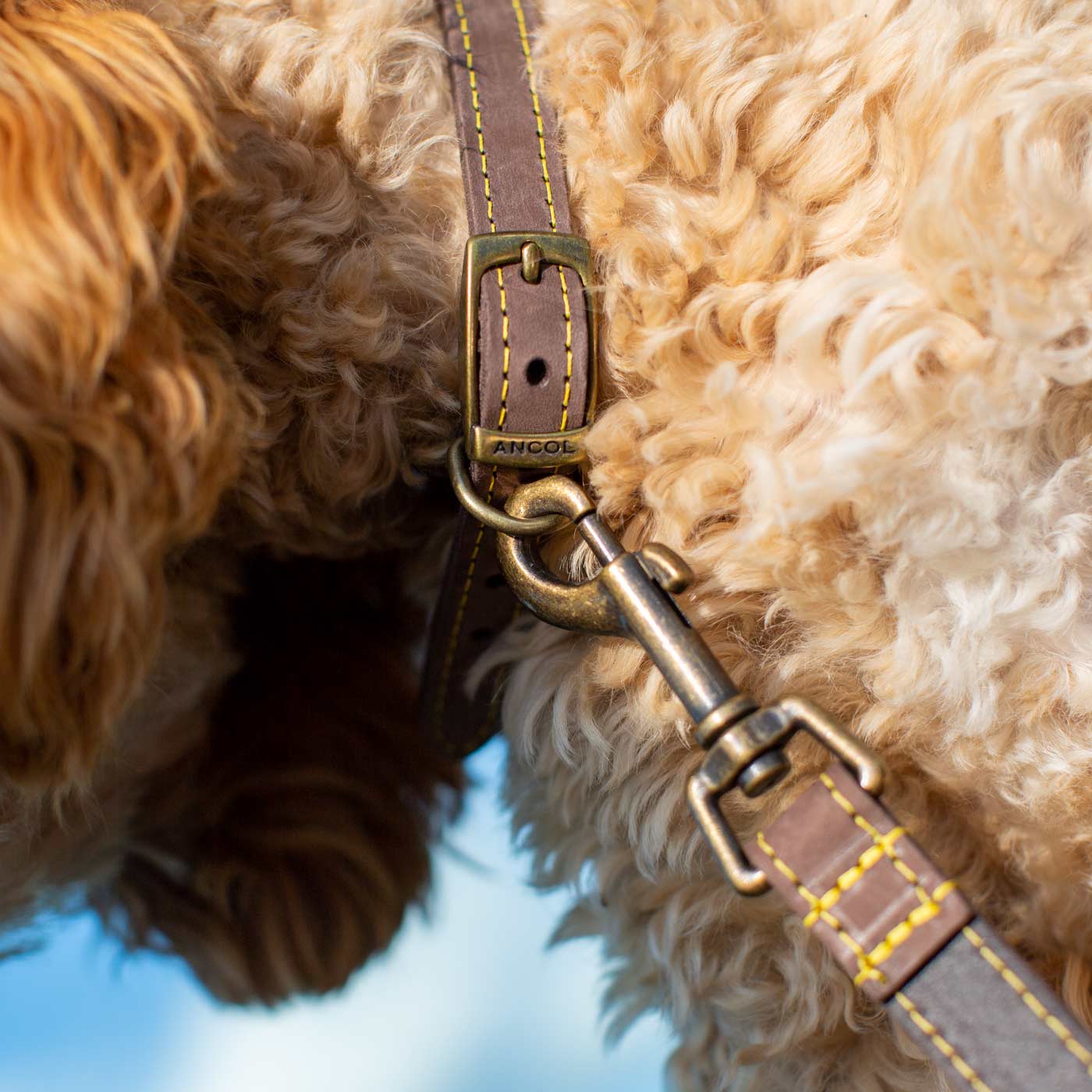 Cockapoo Beds, Collars, and Accessories | Lords & Labradors