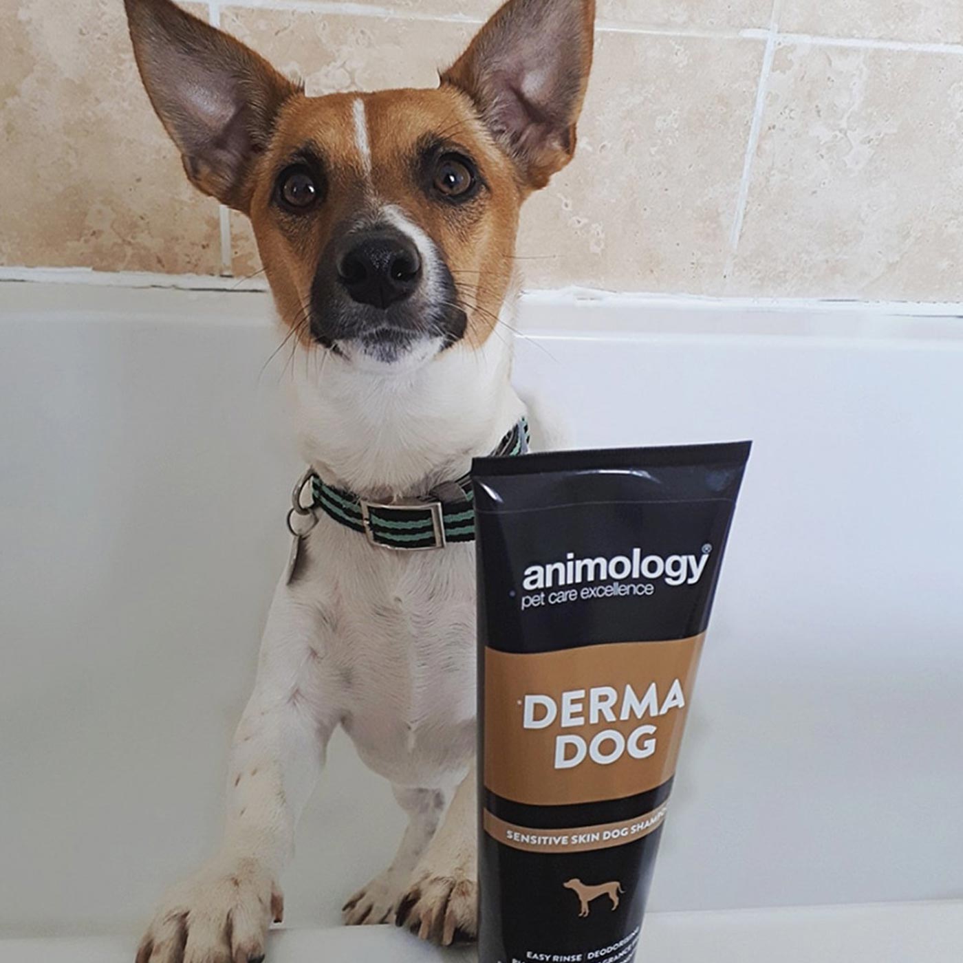 Animology Derma Dog Shampoo