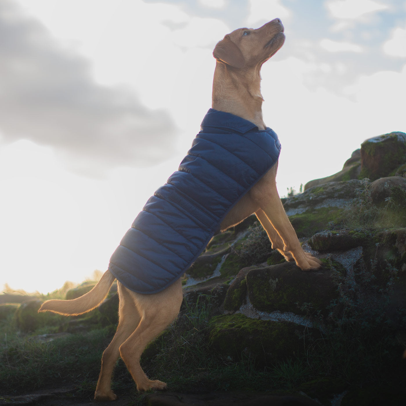 Babour baffle quilt dog coat Labrador on hill [color:navy]