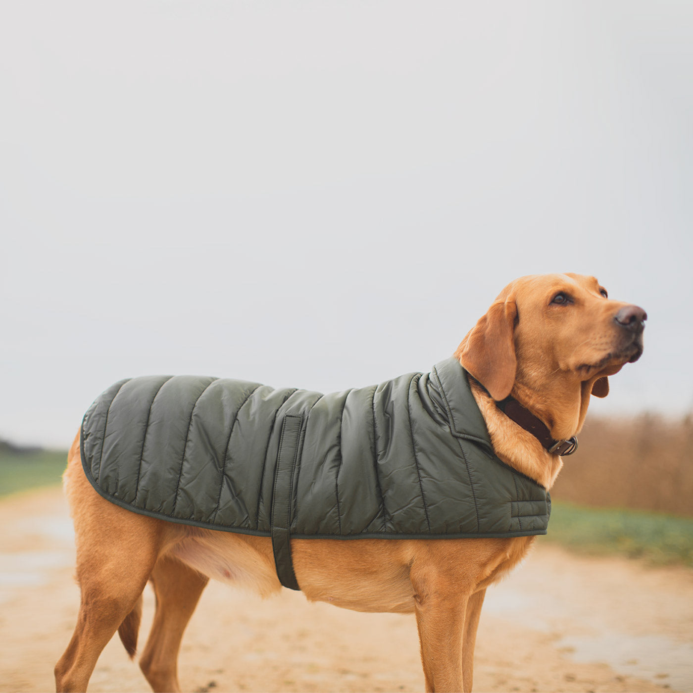 Puffer Jacket Dog Jackets For Labradors Barbour Baffle Quilt Dog