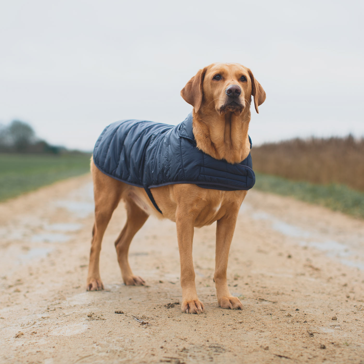 Waterproof Coat Go Walk Quilted Dog Coat Barbour Baffle Quilt Dog