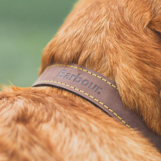Barbour leather dog collar close up