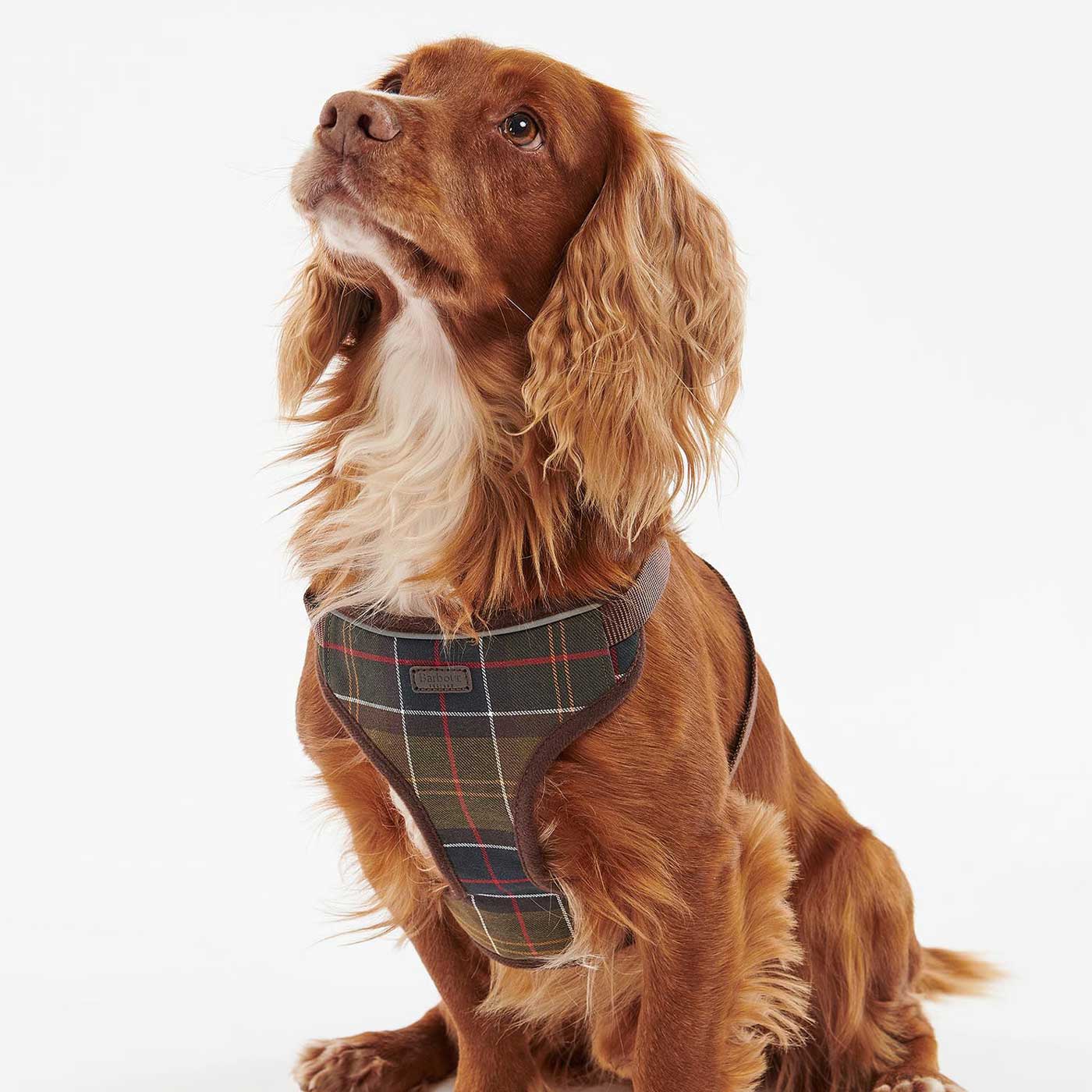 Barbour Travel & Exercise Dog Harness