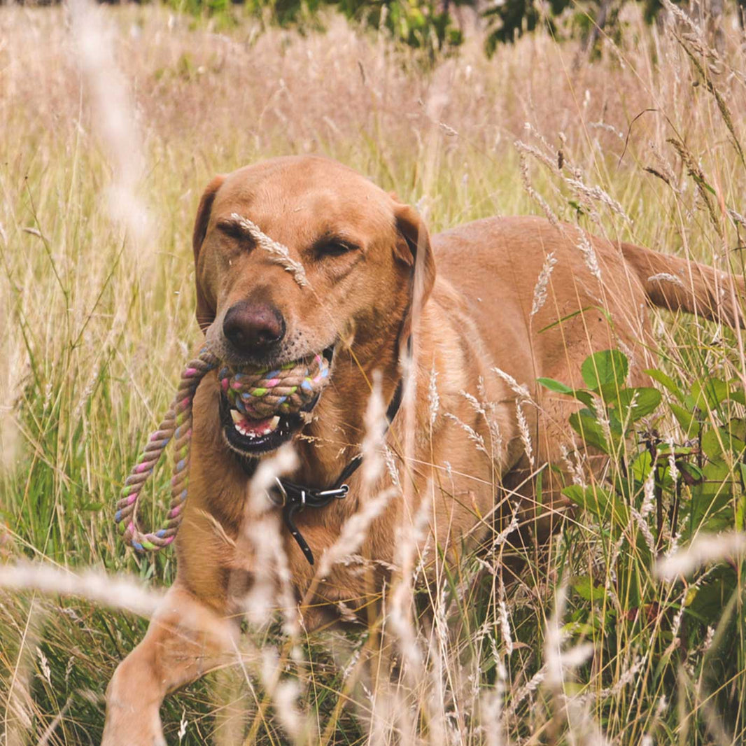 Hemp Rope Ring | Beco Dog Toys | Lords & Labradors