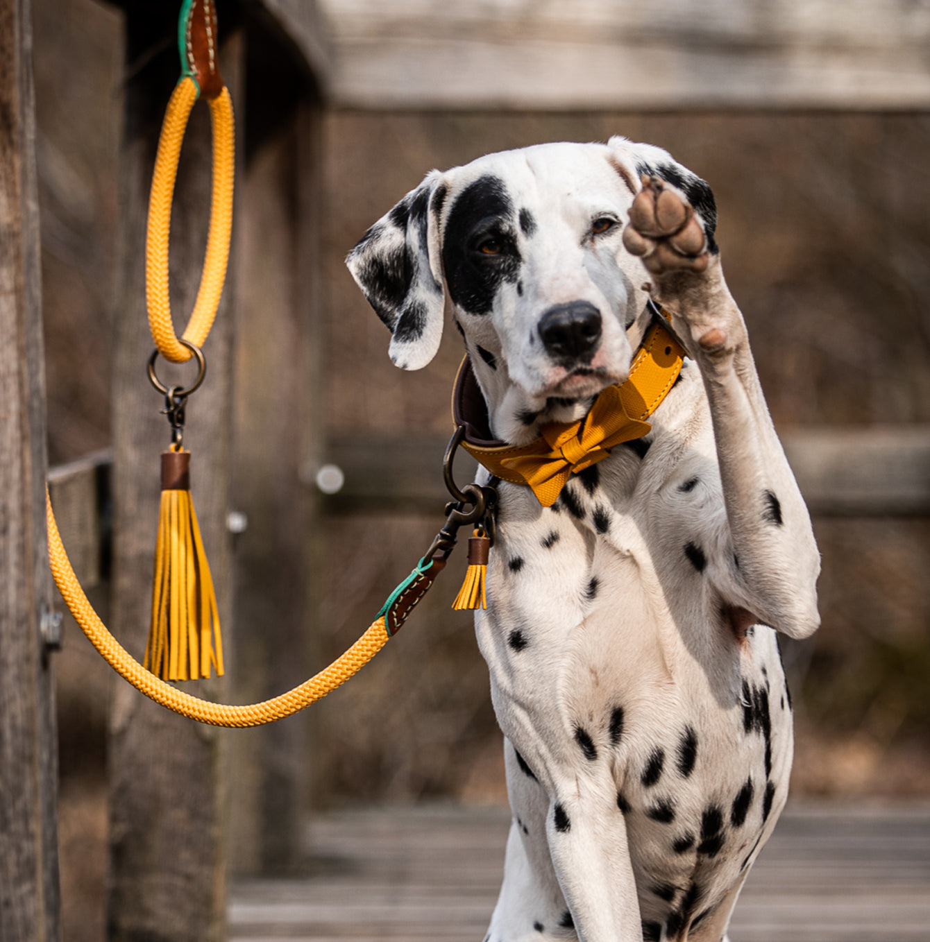 Bibi Dog Collar by DWAM