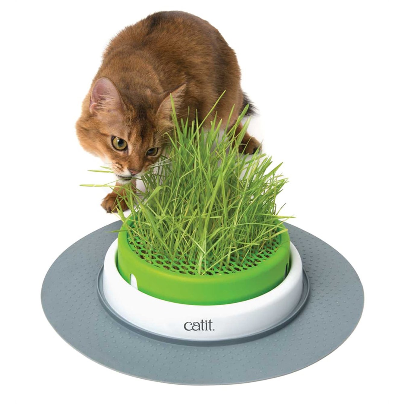 Cat eating grass from the Catit Senses 2.0 Grass Planter