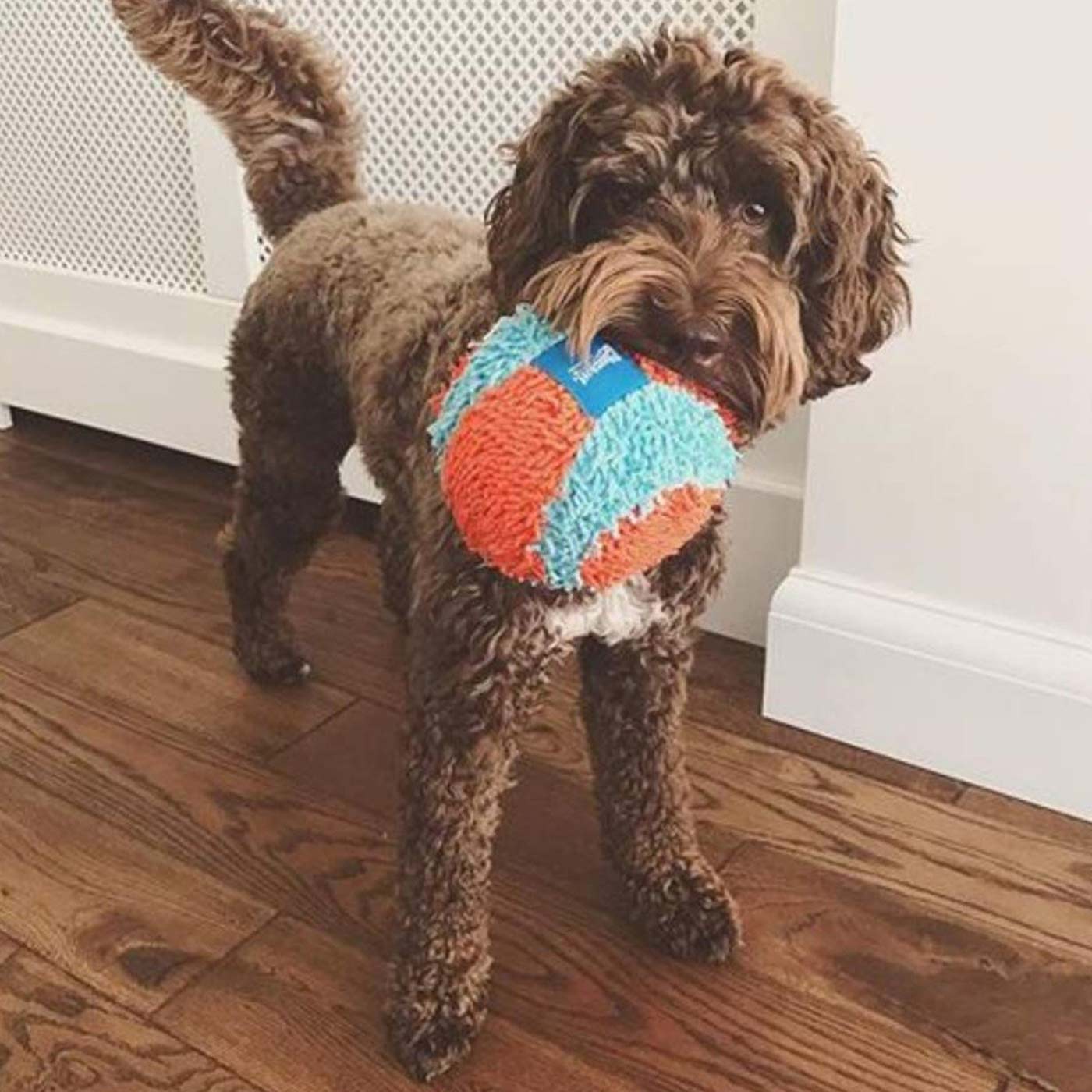 Cockapoo Beds, Collars, and Accessories | Lords & Labradors